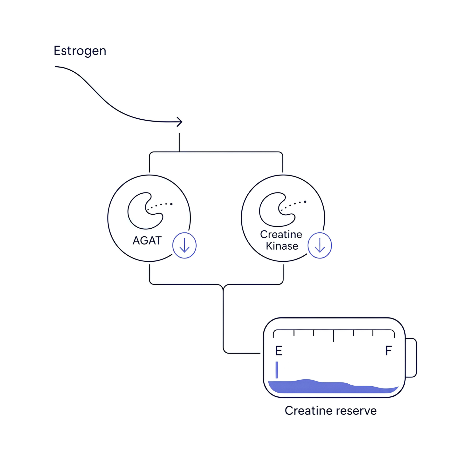 Estrogen decline reduces AGAT and creatine kinase, depleting the creatine reserve
